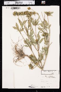 Bidens vulgata image