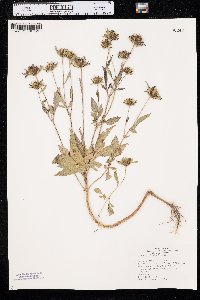 Bidens vulgata image