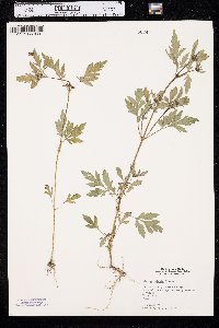 Bidens vulgata image