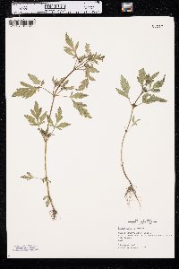 Bidens vulgata image