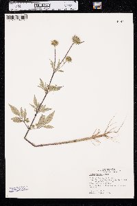 Bidens vulgata image