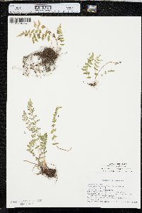 Woodsia oregana image