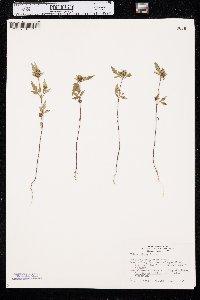 Bidens vulgata image