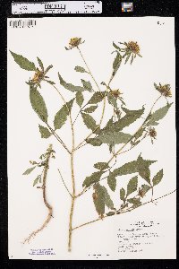 Bidens vulgata image