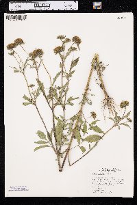 Bidens vulgata image