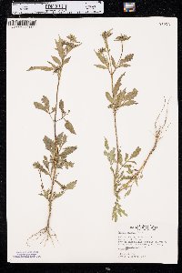 Bidens vulgata image