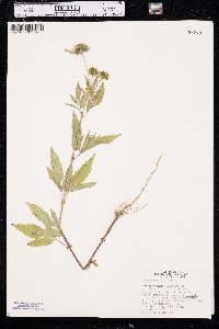 Bidens vulgata image