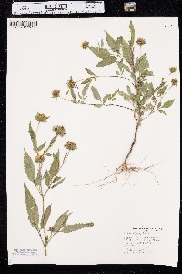 Bidens vulgata image