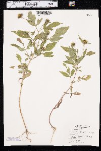 Bidens vulgata image