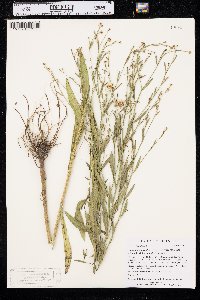 Boltonia asteroides image