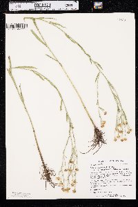 Boltonia asteroides image