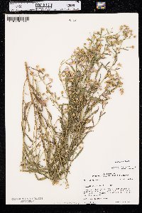 Boltonia diffusa image