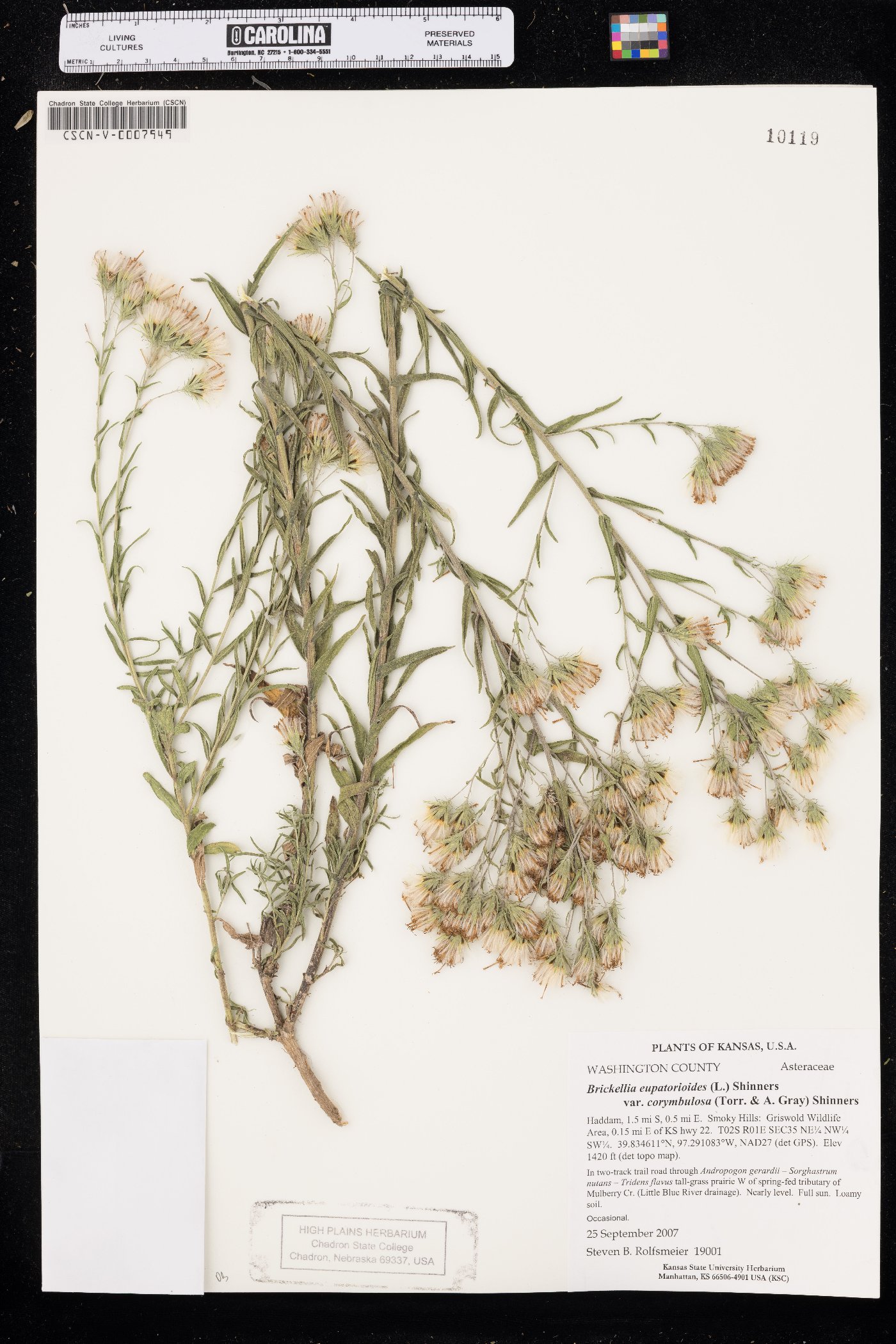 Brickellia eupatorioides var. corymbulosa image