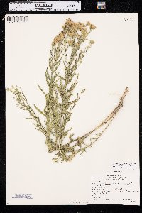 Brickellia eupatorioides var. corymbulosa image