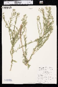 Brickellia eupatorioides var. corymbulosa image