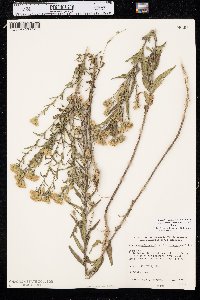 Brickellia eupatorioides var. corymbulosa image