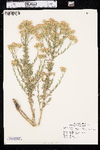 Brickellia eupatorioides var. corymbulosa image