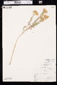 Brickellia eupatorioides image