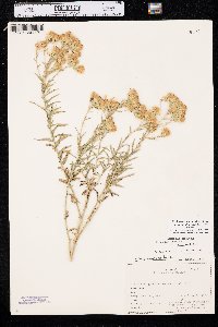 Brickellia eupatorioides var. corymbulosa image