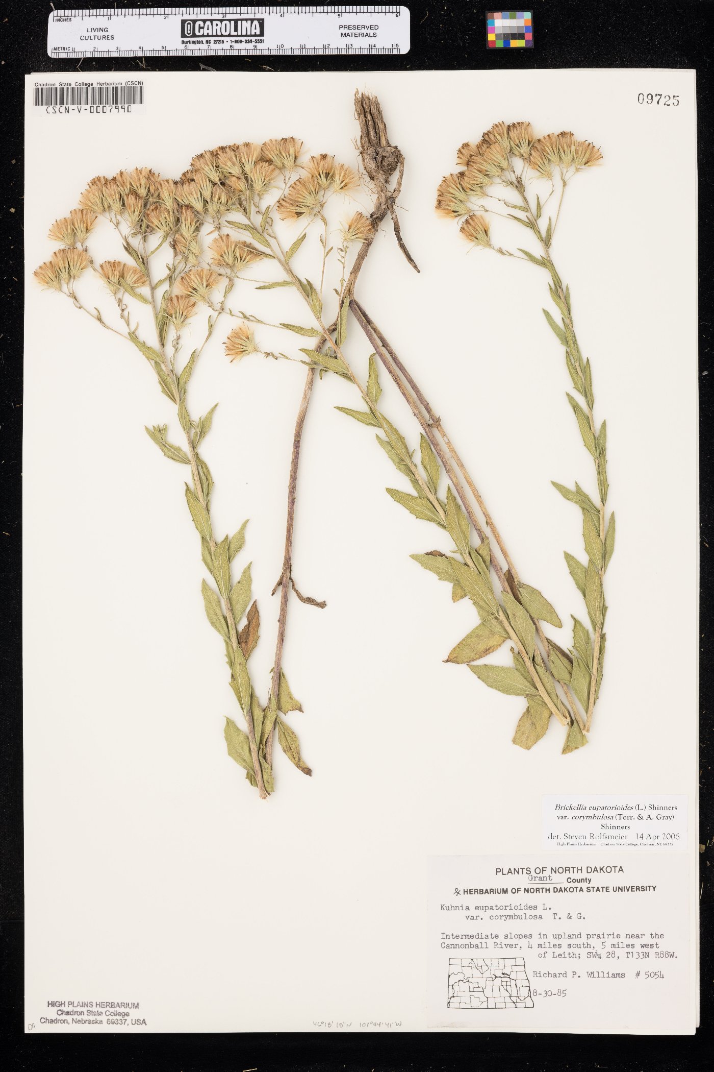 Brickellia eupatorioides var. corymbulosa image