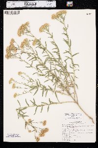 Brickellia eupatorioides var. corymbulosa image