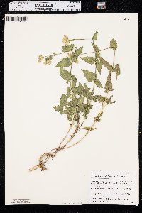 Brickellia grandiflora image