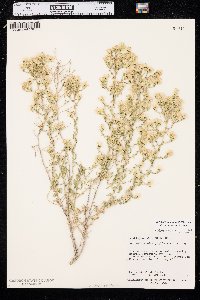 Brickellia microphylla var. scabra image