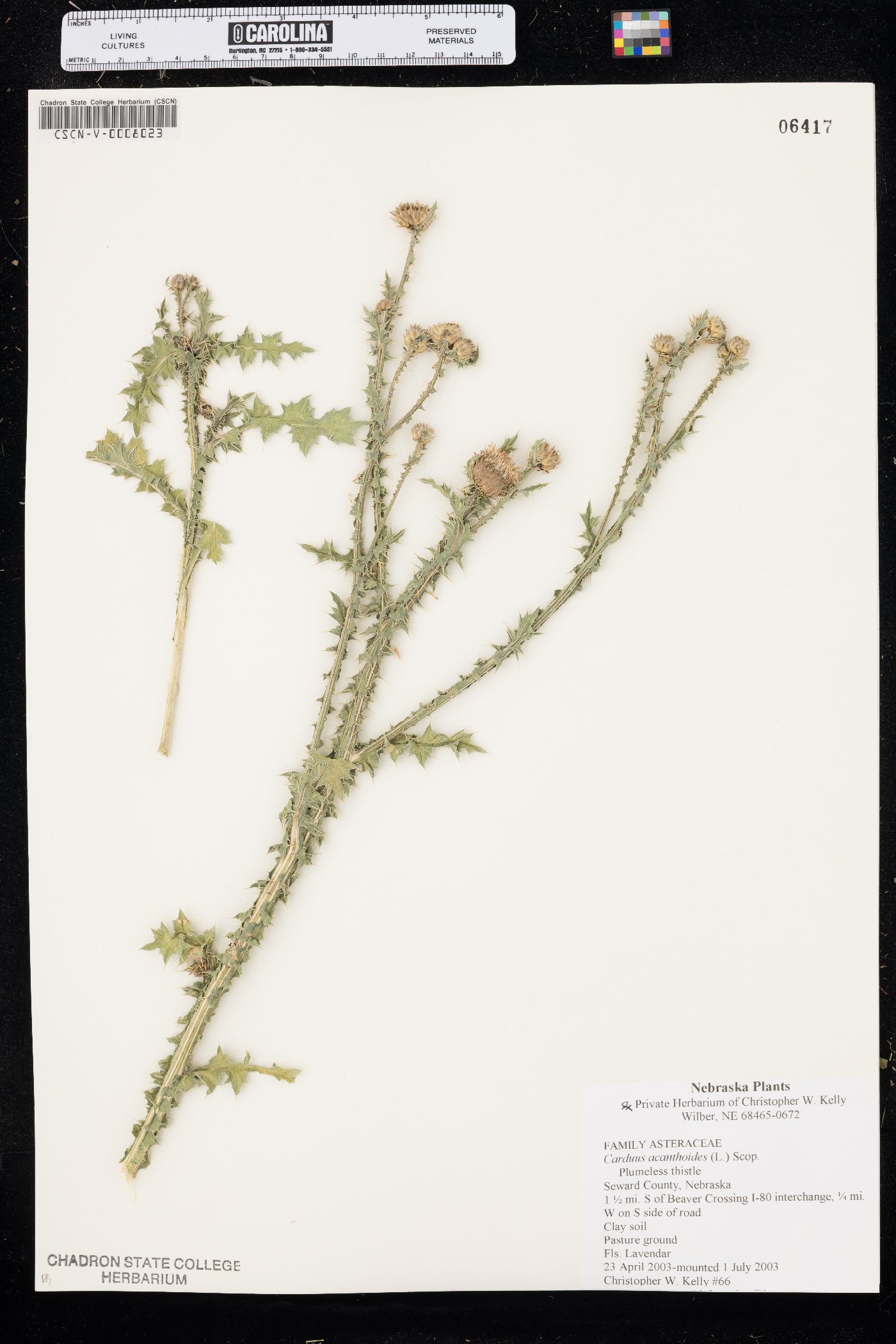 Carduus acanthoides image