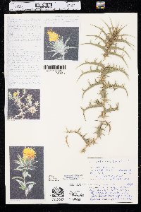 Carthamus lanatus image