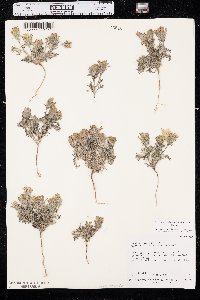 Chaenactis macrantha image