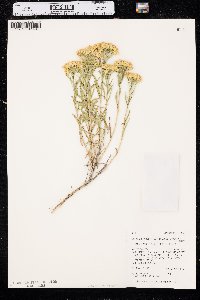 Chrysothamnus viscidiflorus subsp. lanceolatus image