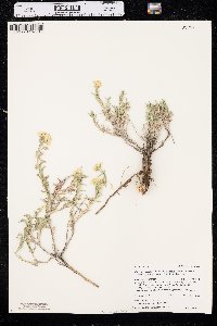 Chrysothamnus viscidiflorus subsp. lanceolatus image