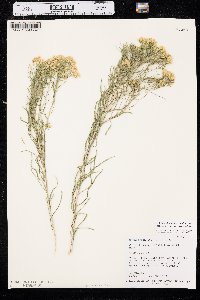 Chrysothamnus viscidiflorus var. viscidiflorus image