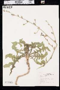 Cichorium intybus image