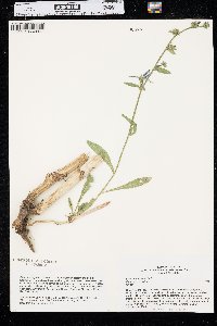 Cichorium intybus image