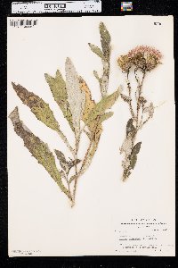 Cirsium altissimum image