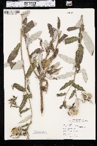 Cirsium altissimum image