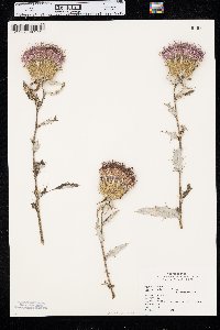 Cirsium altissimum image