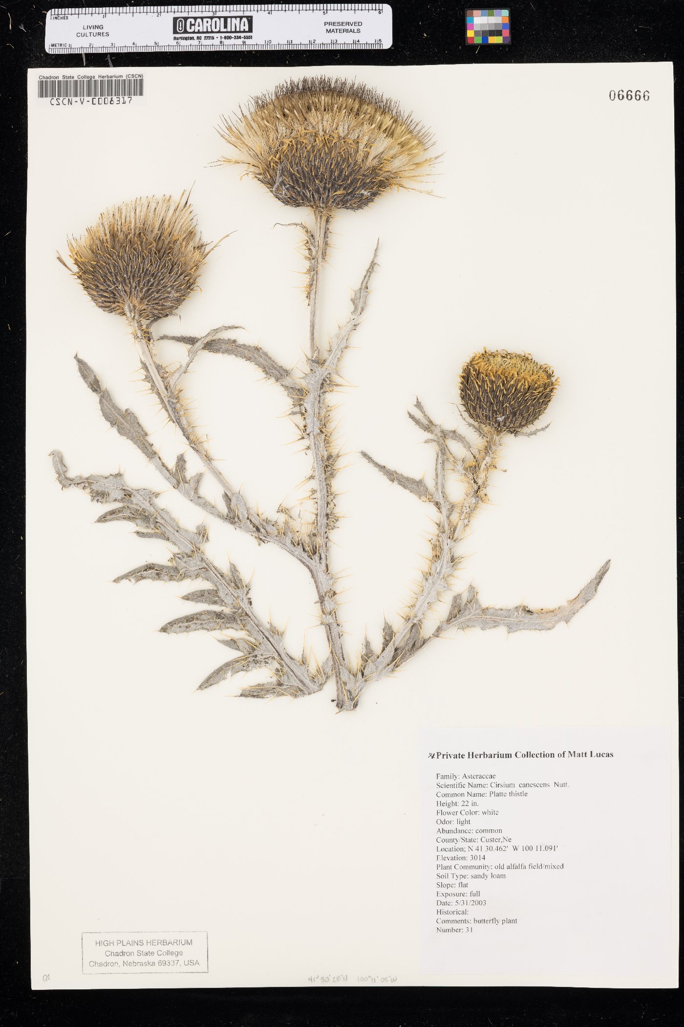 Cirsium canescens image