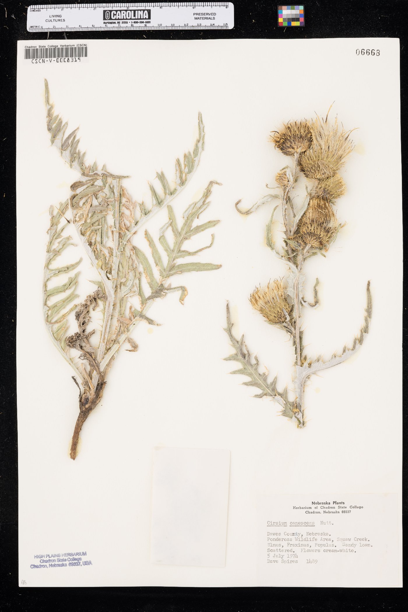 Cirsium canescens image