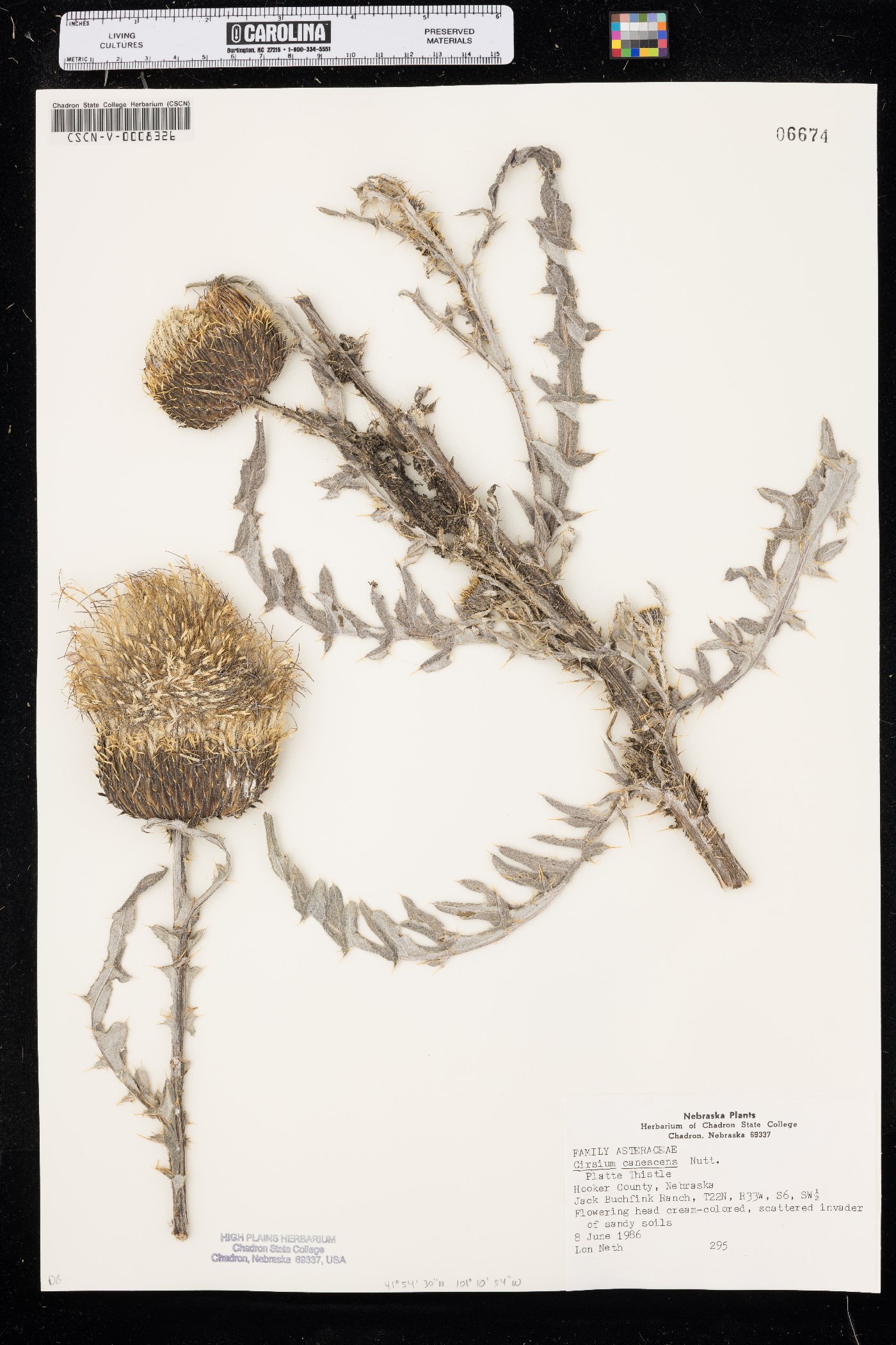 Cirsium canescens image