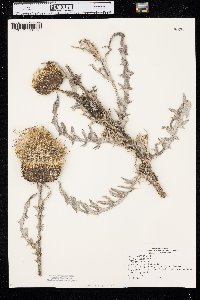 Cirsium canescens image