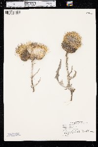 Cirsium canescens image