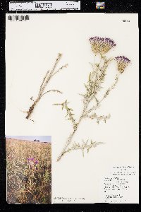 Cirsium flodmanii image