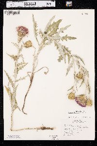 Cirsium flodmanii image