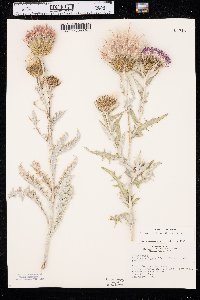 Cirsium flodmanii image