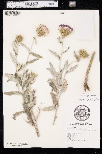 Cirsium flodmanii image