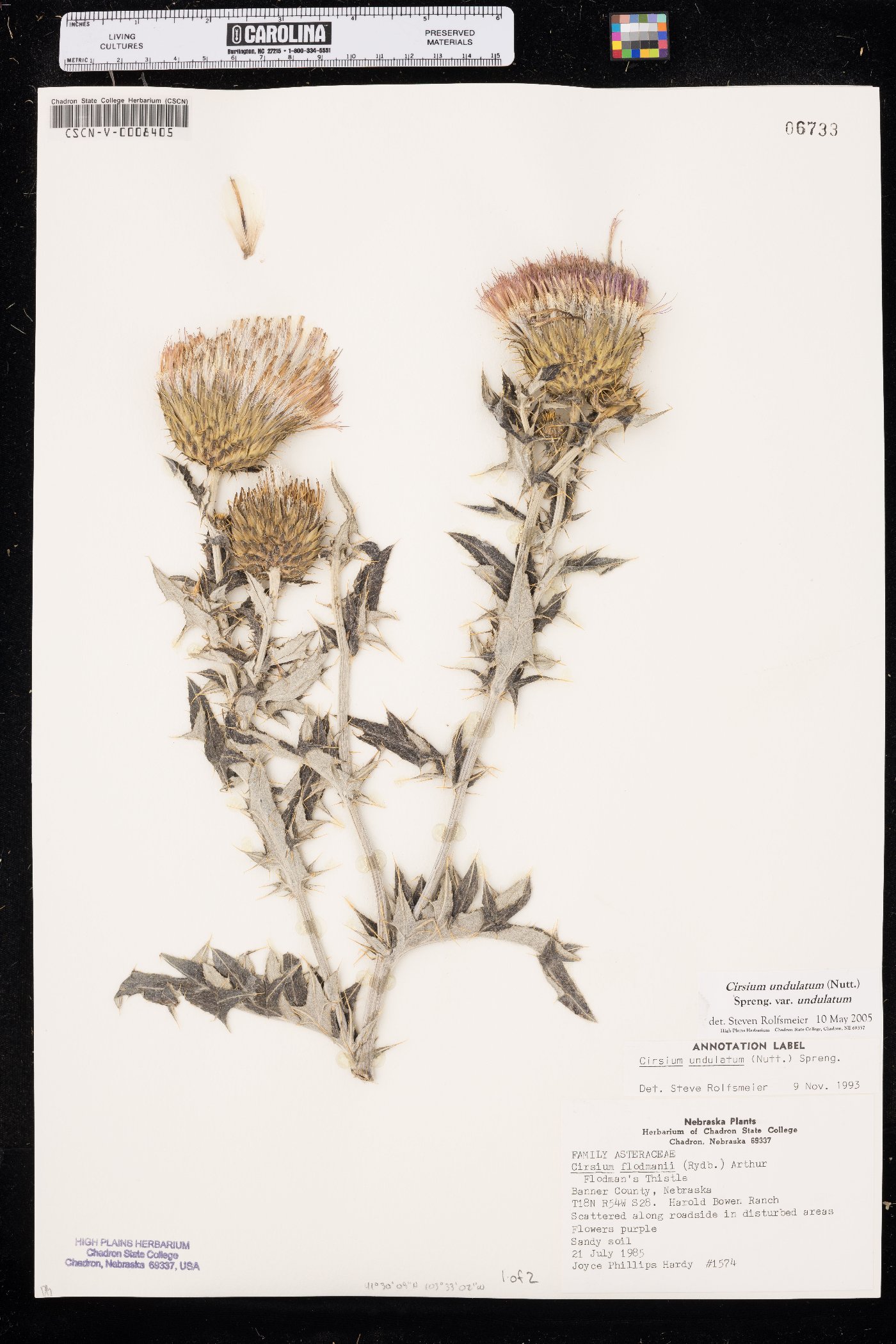 Cirsium undulatum var. undulatum image