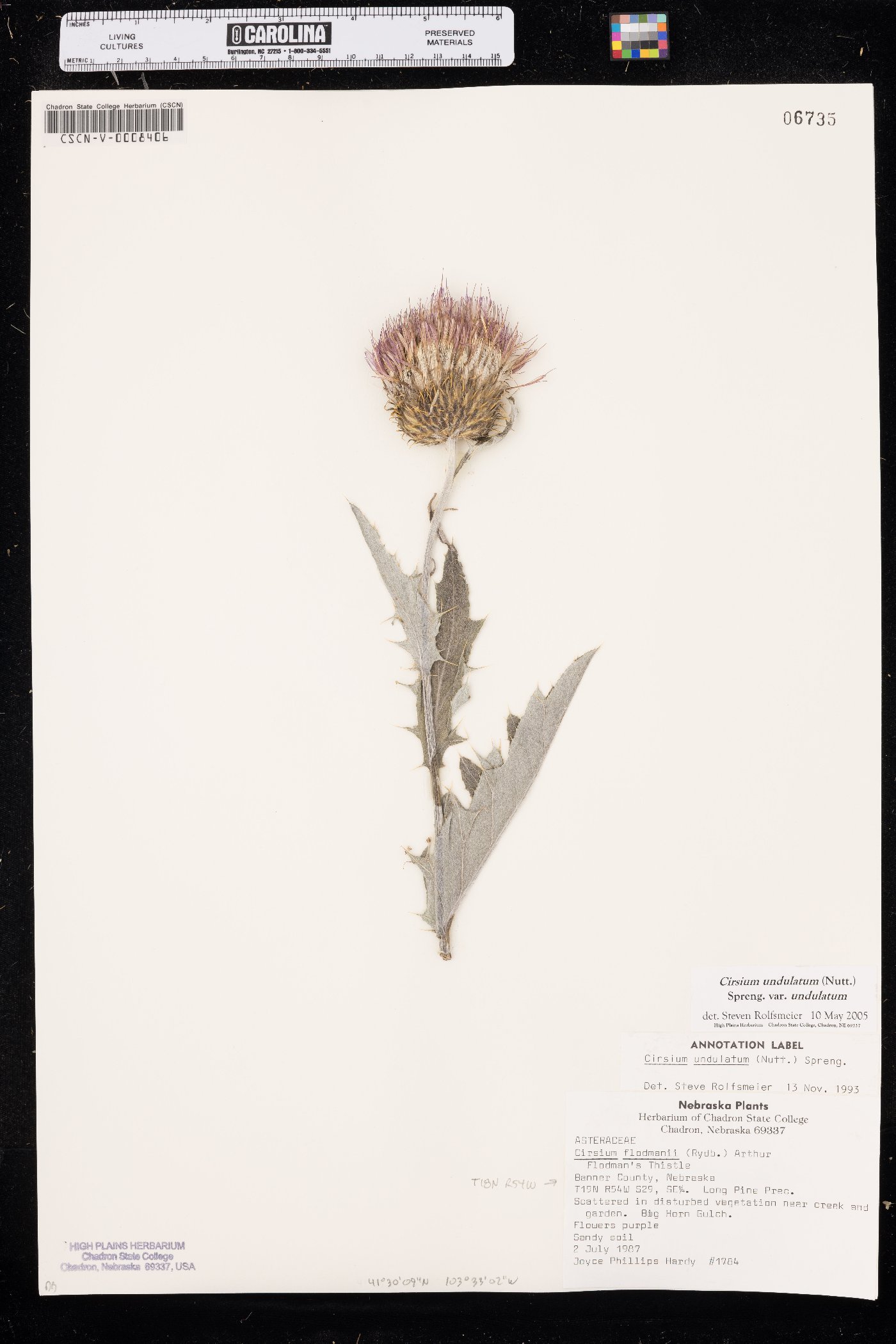 Cirsium undulatum var. undulatum image