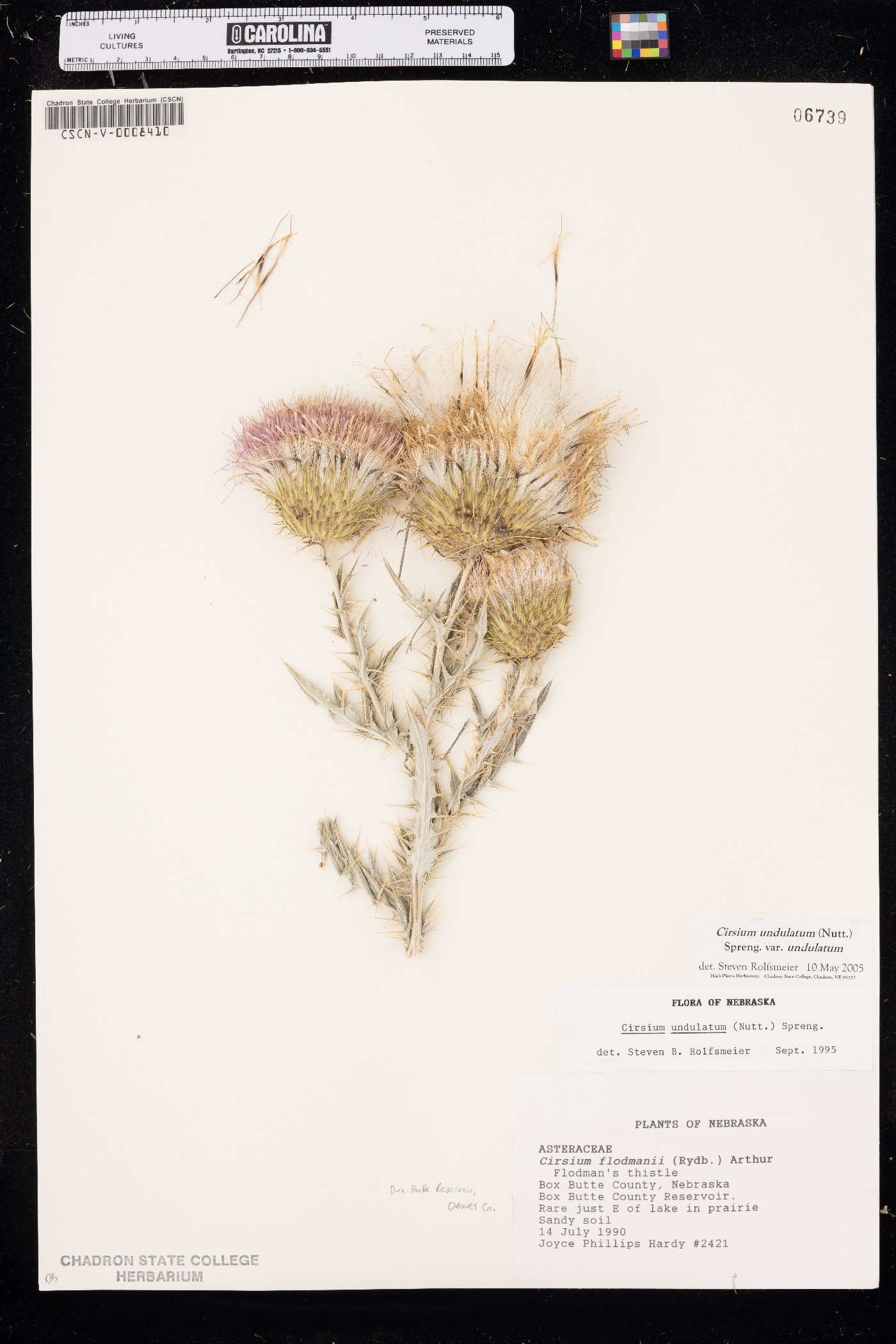 Cirsium undulatum var. undulatum image